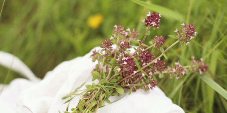 Wildpflanzen im Frühling - Alles blüht – essbare Blüten